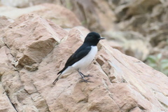 Oenanthe albonigra