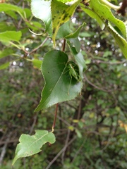 Tettigoniopsis forcipicercus