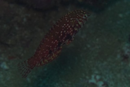 Halichoeres lapillus observed 2024-10-11