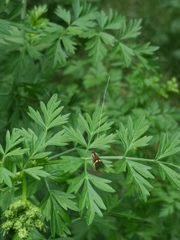 Nemophora degeerella