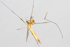 Nephrotoma flavescens