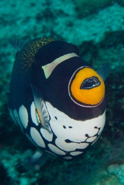 Clown triggerfish