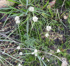 Cyperus seslerioides