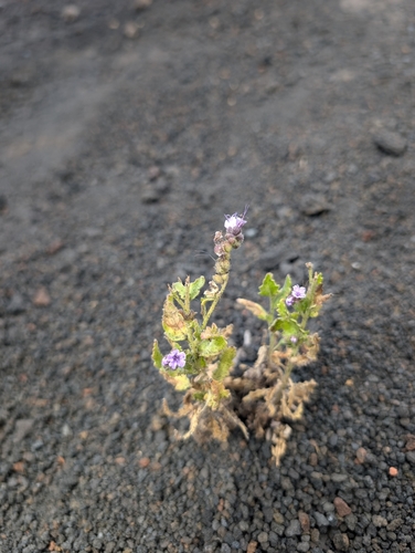Saw phacelia (Phacelia serrata)