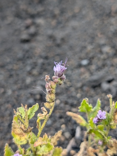 Image of Phacelia serrata by (c) sdash, some rights reserved (CC BY)