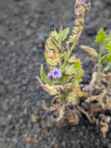 Image of Phacelia serrata by (c) sdash, some rights reserved (CC BY)