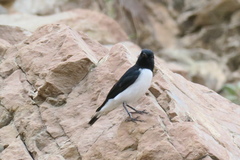 Oenanthe albonigra