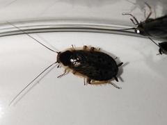 Ectobius lapponicus