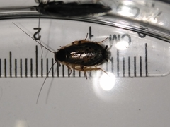 Ectobius lapponicus
