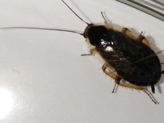 Ectobius lapponicus