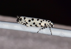 Ethmia clytodoxa