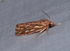 Meyrickella torquesauria