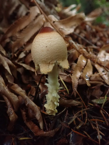 Owingsia PNW01 graham.jpg