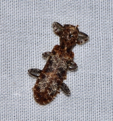 Metademius floccosus