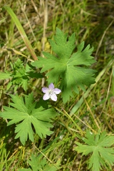 Geranium collinum