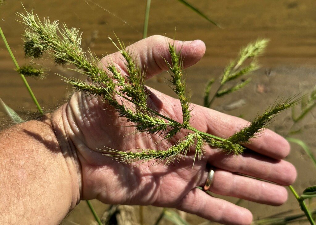 Walter's barnyard grass from Along Black Warrior River, upstream of