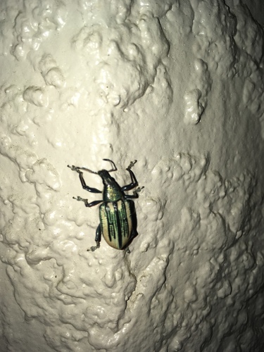 Diaprepes abbreviatus image
