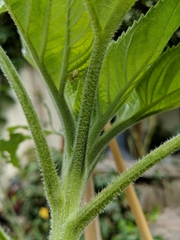 Enoplognatha ovata