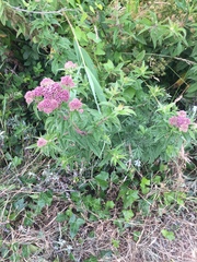 Eupatorium cannabinum