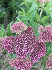 Eupatorium cannabinum