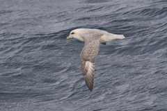 Fulmarus glacialis glacialis