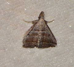 Lysimelia lenis