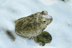 Arabian Toad photo 4