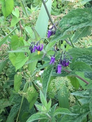Solanum dulcamara
