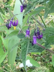 Solanum dulcamara