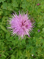 Cirsium heterophyllum