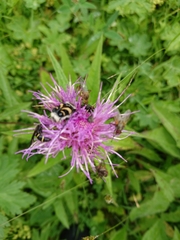 Cirsium heterophyllum