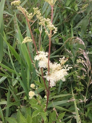 Filipendula ulmaria