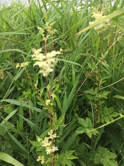 Filipendula ulmaria
