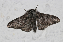 Biston betularia
