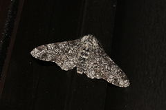 Biston betularia