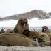 Atlantic Walrus - Photo (c) Donna Pomeroy, some rights reserved (CC BY-NC)