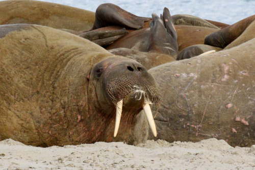 La morsa (Odobenus rosmarus) posee un pelaje que la protege ante las