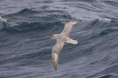 Fulmarus glacialis glacialis