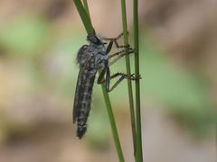 Neomochtherus geniculatus