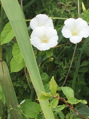 Calystegia silvatica
