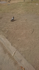 Columba livia domestica