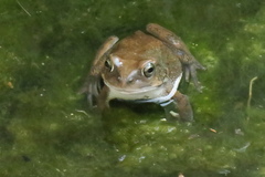 Arabian Toad photo 3