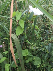 Calystegia silvatica