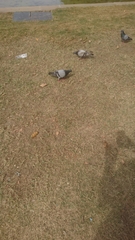 Columba livia domestica