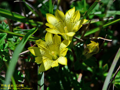 Gentiana scabrida