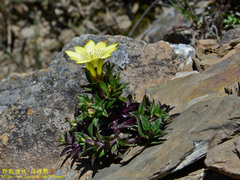 Gentiana scabrida