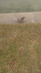 Columba livia domestica