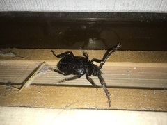 Prionus insularis insularis