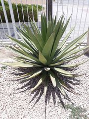 Agave