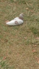 Columba livia domestica